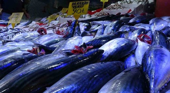 Samsun'da palamut bolluğu fiyatı düşürdü! Kiloluk palamutun tanesi 90 TL'ye indi