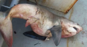 Saros'ta ağları toplayan balıkçılar orkinos sandı! Tekneden 65 kiloluk köpek balığı çıktı