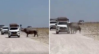 Turistlerin yüreği ağzına geldi! Bir tonluk hayvan arabayı parçalıyordu