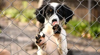 Ankara'da sahipsiz köpekleri beslemek yasaklanmıştı! Mahkeme kararı iptal etti: Doğrudan yasak ölçülü değil