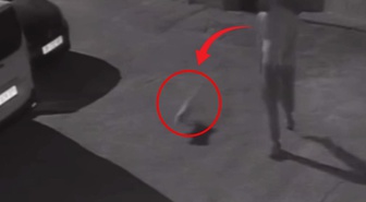 İzmir'de köpeğini tekmelen şahıs gözaltına alındı! Vicdanları yaralayan görüntü