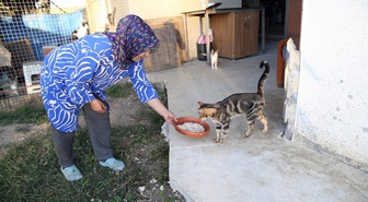 Kastamonu'da 120 kediye bakan kadın: Kanseri onlar sayesinde atlattığımı düşünüyorum