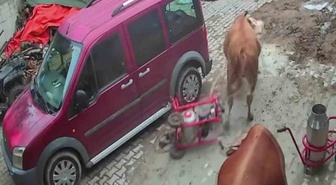 Amasya'da öfkeli boğa komşu ahıra daldı! Süt sağım makinesini boynuzuna takıp sürükledi