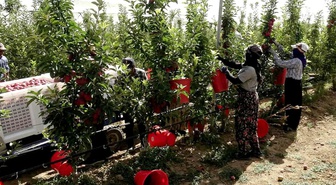 Kayseri Yeşilhisar'da bu yıl 120 bin ton elma rekoltesi bekleniyor