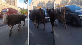 Burası Hindistan değil İstanbul'un en lüks ilçelerinden biri! Trafikte böyle görüntülendiler