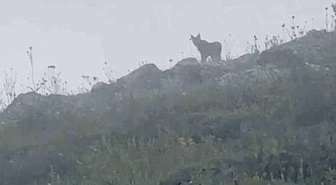 Yer: Sivas! Ormanın hayaletiyle burun buruna geldi
