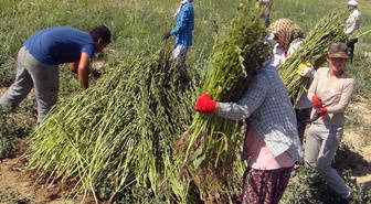 Gökova susamında hasat dönemi başladı, Japonya'dan suşi için talep var