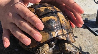 Tekirdağ'da alevlerin arasında kalan kaplumbağa son anda kurtarıldı! Vatandaş üzerine su döküp serinletti
