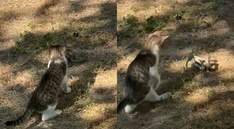 Edirne'de kedi ile yılanın bahçedeki kapışması kamerada! Patileriyle yılana hamle yaptı