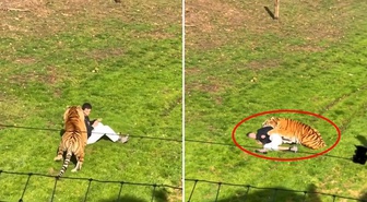 Kaplanla fotoğraf çektirmek isterken canından oldu