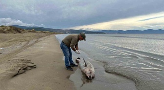 Kuşadası Körfezi'nde 3 yunus ölü bulundu! Balıkçı ağlarına takılmış olabilirler
