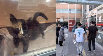 5 bin kişi hastanelik eden Tokat'taki salgın büyüyor! Korkutan kedi-köpek detayı