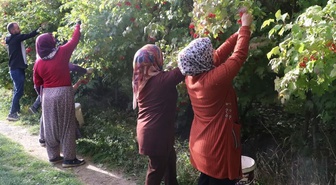Kayseri'de 'kırmızı altın' gilaburunun hasadı başladı