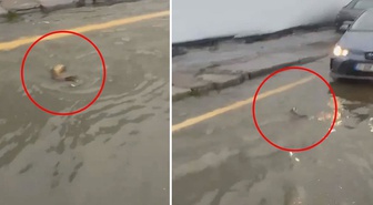 İstanbul'da şaşkına çeviren görüntü: Trafikte karşısına çıkan balığa yol verdi