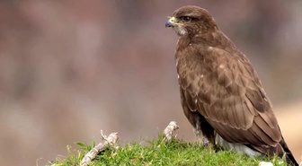 WWF raporu: Yaban hayvanı popülasyonları 52 yılda ortalama yüzde 73 küçüldü, en büyük kayıp tatlı sularda
