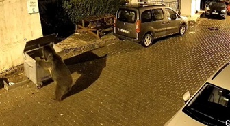 Kızılcahamam'da gece yarısı siteye inen ayı çöp konteynerini yokuş aşağı itti! Park halindeki araçlar zarar gördü