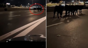 Tır köprüden uçtu! Şehir bir anda ineklerle doldu