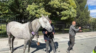Karaman'da bağlı yerden kaçan at, koşarak gelip otomobile arkadan çarptı! O anlar kamerada