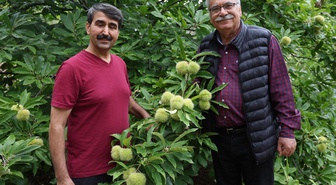 Bin 200 rakımda yetiştirdiği ‘Hacı Ömer’in kilosu 500 TL’den satıyor