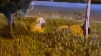Batman'da 'Köpekler saldırmıyor' diyerek video çeken koşucu, o sırada iki köpeğin saldırısına uğradı