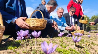 Safranbolu'da safran hasadı sürüyor! Kilosu 800 bin TL'den satışa sunuldu