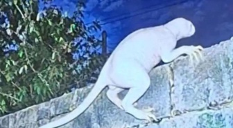 Görenleri dehşete düşüren yaratık! Kimse ne olduğunu çözemiyor
