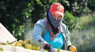 Adana'da mandalina dalında 3 liraya düştü! İhraç edilemeyen ürün ağaçta kalma tehlikesiyle karşı karşıya