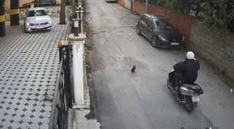 Osmaniye'de motosikletli kediye çarpıp arkasına bakmadan gitti! Kedi dakikalarca can çekişti