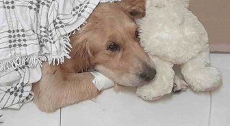 Silifke'de otomobille ezilen köpek Kanka kurtarılamadı! Araçtan inen 3 kişi olay yerinden uzaklaştı