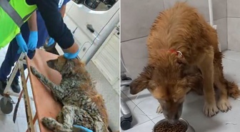 Buca'da çamur depolama alanına düşen köpek kurtarıldı! Bakan Çiftçi adını açıkladı: Şanslı