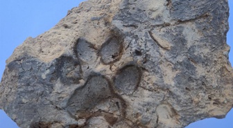 Kütahya'daki Tavşanlı Höyük'te 4 bin yıllık köpek pati izi bulundu! Yangında yıkılan yapının kerpicinde korunmuş