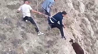 Erzurum'da kurttan kaçan koyun uçurumda mahsur kaldı! Gençler halattan kementle kurtardı