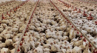 ABD'de kuş gribi alarmı: 1 milyon tavuk itlaf edildi