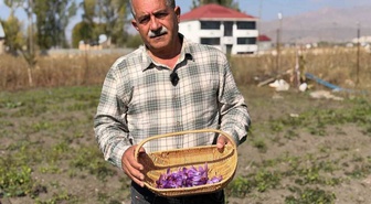 Yüksekova'da esnaflığı bırakıp safran üretimine başladı! Kilosu 900 bin ile 1 milyon lira arasında
