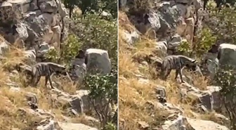 Hayvanlarını otlatırken karşısına çıktı! Nesli tehlike altında