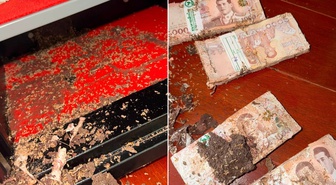 Kasayı açınca hayatının şokunu yaşadı! 1,4 milyon TL’lik birikimini böcekler kemirdi