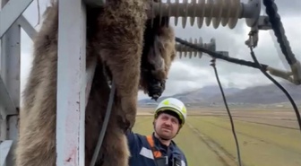 Erzurum'da elektrik direğine tırmanan yavru bozayı akıma kapılarak öldü