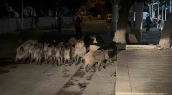 Bodrum Bitez'de yaban domuzu sürüsü pazar yerine dalmaya çalıştı! Esnaf müdahale etti