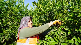 Üreticide 3,90 lira, markette 42,87 lira! Limonda üretici-market fiyat farkı inanılmaz