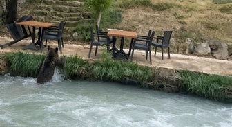 Erzincan'da restoranın bahçesine yavru ayı girdi! Çalışanları görünce su kanalından yüzerek kaçtı