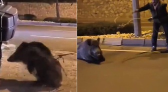 Sökeli kovboy! Yaban domuzuna yaptıklarına bakın
