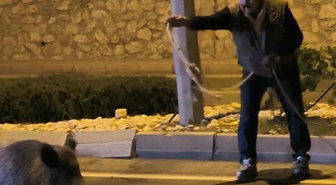Kuşadası'nda yaralı yaban domuzunu kementle yakalamaya çalıştı! Uzmandan uyarı geldi