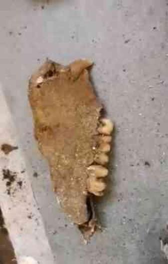 İngiltere'de su tesisatçısı, tamir için gittiği 200 yıllık evin zeminini kazınca bir yığın kemik buldu