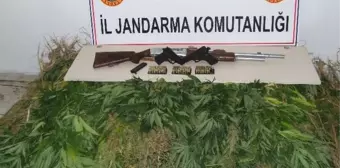 Jandarma 2 Bin 171 Kök Hint Keneviri Ele Geçirdi