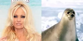 Pamela Anderson'dan Fok Avcılarına 1 Milyon Dolarlık Çek Verme Girişimi Başarısız Oldu