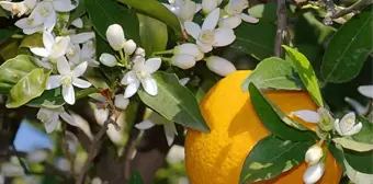 Narenciye Ağaçları Beyaza Büründü