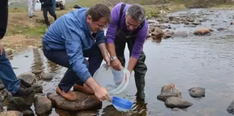 Ordu'nun Derelerine 16 Bin Alabalık Yavrusu Salındı