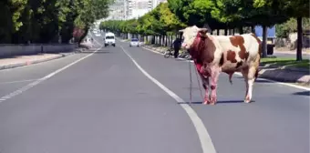 Mezbahaya Götürülürken Kaçan Boğa, Sokakta Kesildi