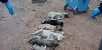 Hayvan Barınağında 18 Köpeğin Öldürüldü İddiasının Tarafları Konuştu