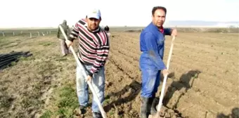 Karaman'da Şakayık Çiçeği Yetiştirilecek